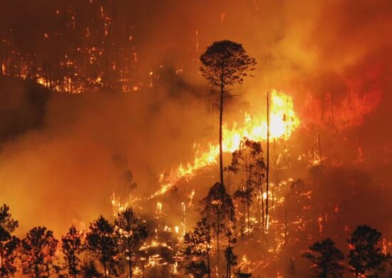 Fogo atinge a Flona, em Brasília — Foto: Reprodução