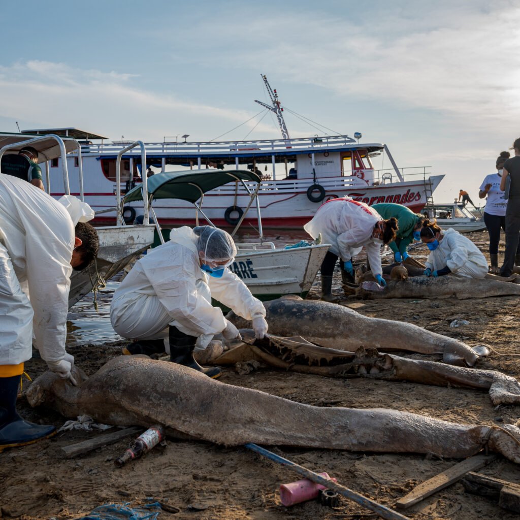 Botos mortos na Amazônia em 2023 - Foto: Miguel Monteiro/Instituto Mamirauá