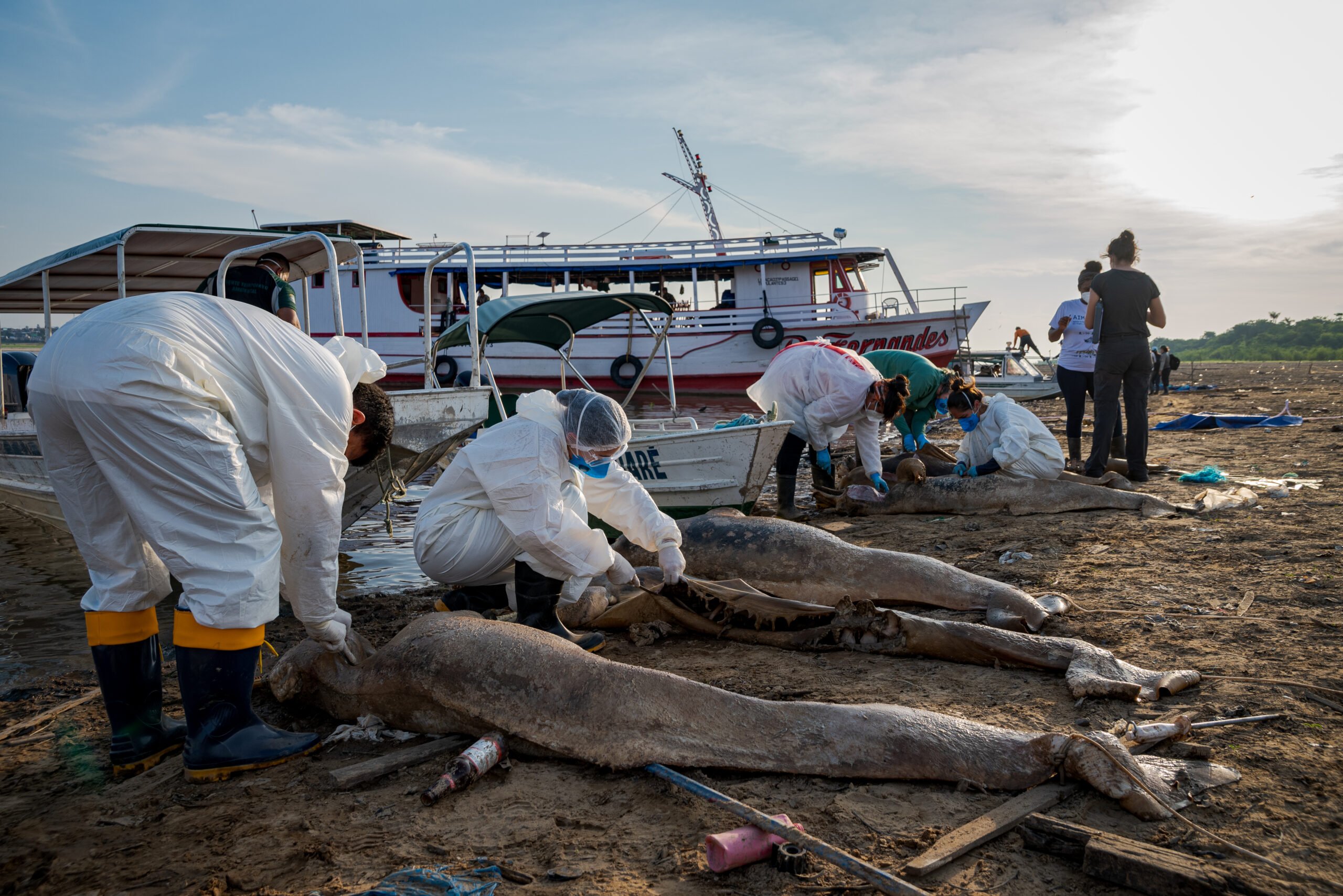 Botos mortos na Amazônia em 2023 - Foto: Miguel Monteiro/Instituto Mamirauá