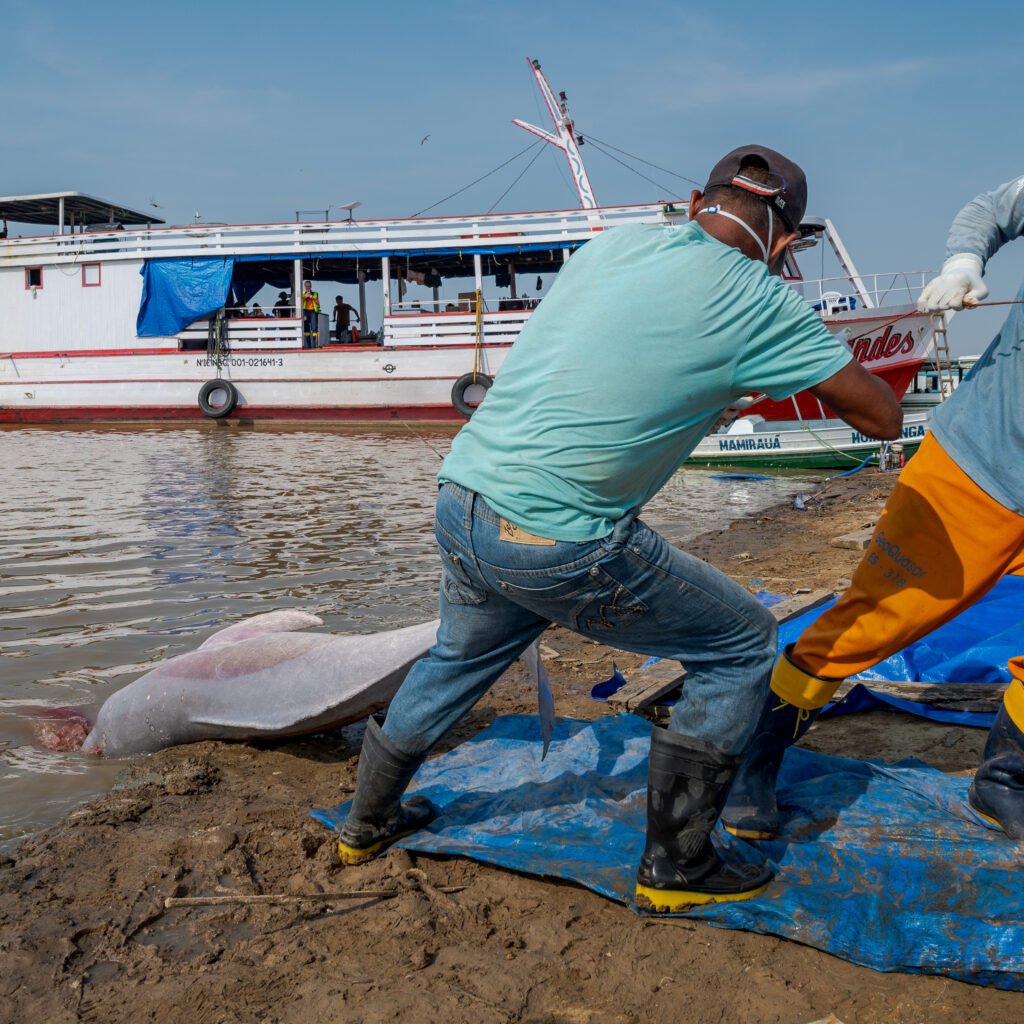 Botos mortos na Amazônia em 2023 - Foto: Miguel Monteiro/Instituto Mamirauá