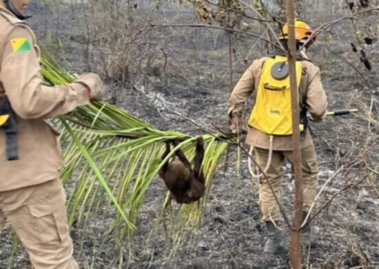 Queimadas no Acre deixam 400 animais silvestres feridos