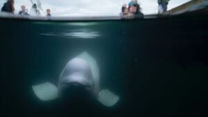 Baleia beluga “espiã russa” - Foto: Reprodução/Instagram/@marinemind_org