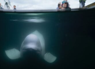 Baleia beluga “espiã russa” - Foto: Reprodução/Instagram/@marinemind_org