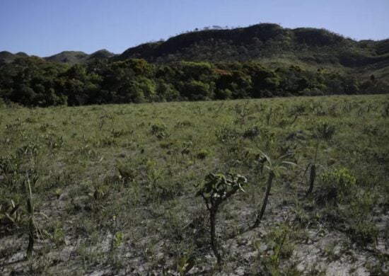 O cerrado é o segundo maior bioma do país - Foto: Joédson Alves/Agência Brasil