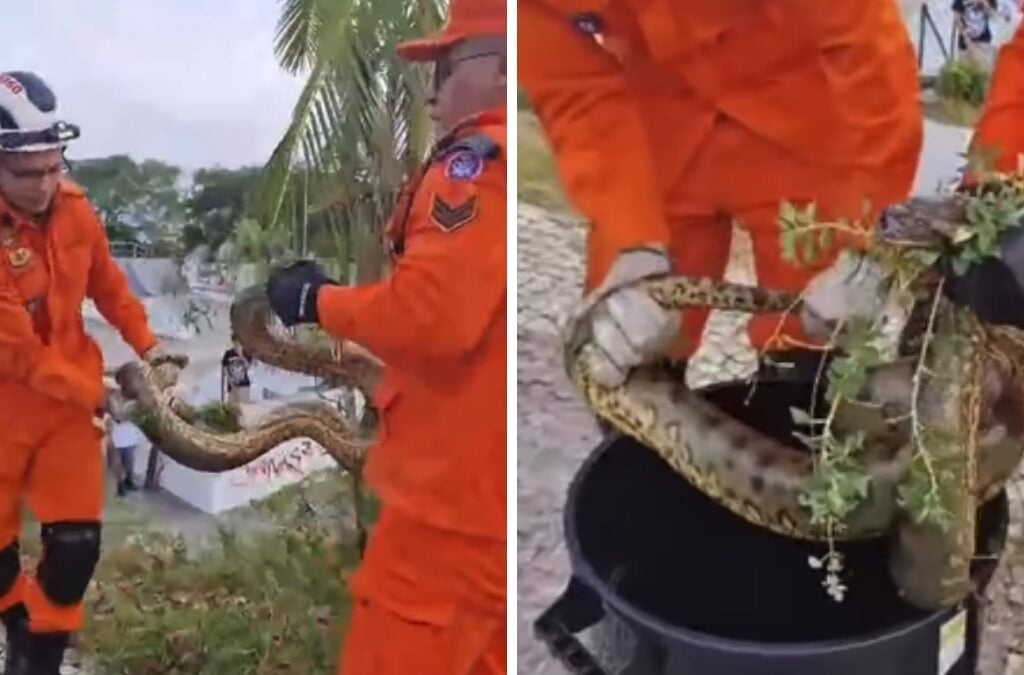 Cobra na Ponta Negra, em Manaus - Foto: Reprodução/Redes Sociais