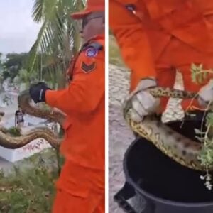 Cobra na Ponta Negra, em Manaus - Foto: Reprodução/Redes Sociais