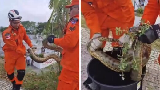 Cobra na Ponta Negra, em Manaus - Foto: Reprodução/Redes Sociais