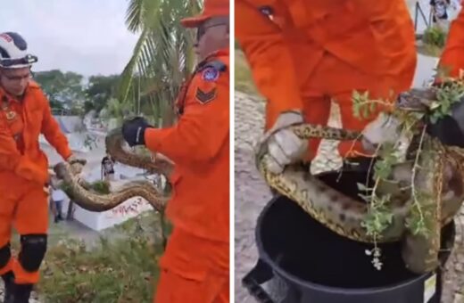 Cobra na Ponta Negra, em Manaus - Foto: Reprodução/Redes Sociais