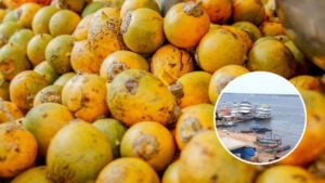 Tucumã e outros produtos ficam mais caros por contas da seca no Amazonas - Foto: Reprodução/Redes sociais e TV Norte