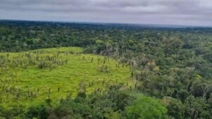 O desmatamento na Amazônia Legal apresentou uma queda de 10,6% neste mês. Foto: Reprodução Agência Brasil