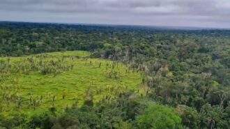 O desmatamento na Amazônia Legal apresentou uma queda de 10,6% neste mês. Foto: Reprodução Agência Brasil