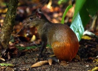 Lei garante resposta rápida e eficaz diante das emergências climáticas.