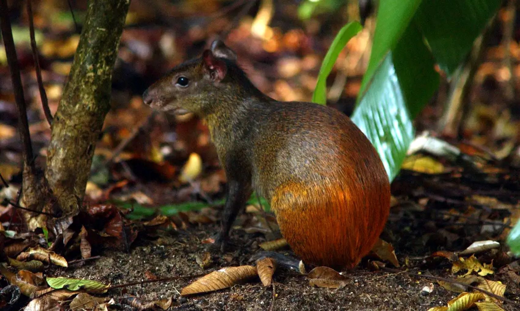 Lei garante resposta rápida e eficaz diante das emergências climáticas.