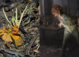 O fungo "zumbi" é do gênero cordyceps e inspirou o jogo The Last Of Us. Foto: Reprodução Internet