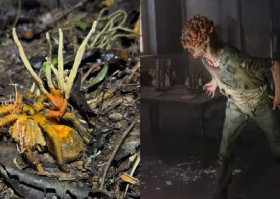 O fungo "zumbi" é do gênero cordyceps e inspirou o jogo The Last Of Us. Foto: Reprodução Internet