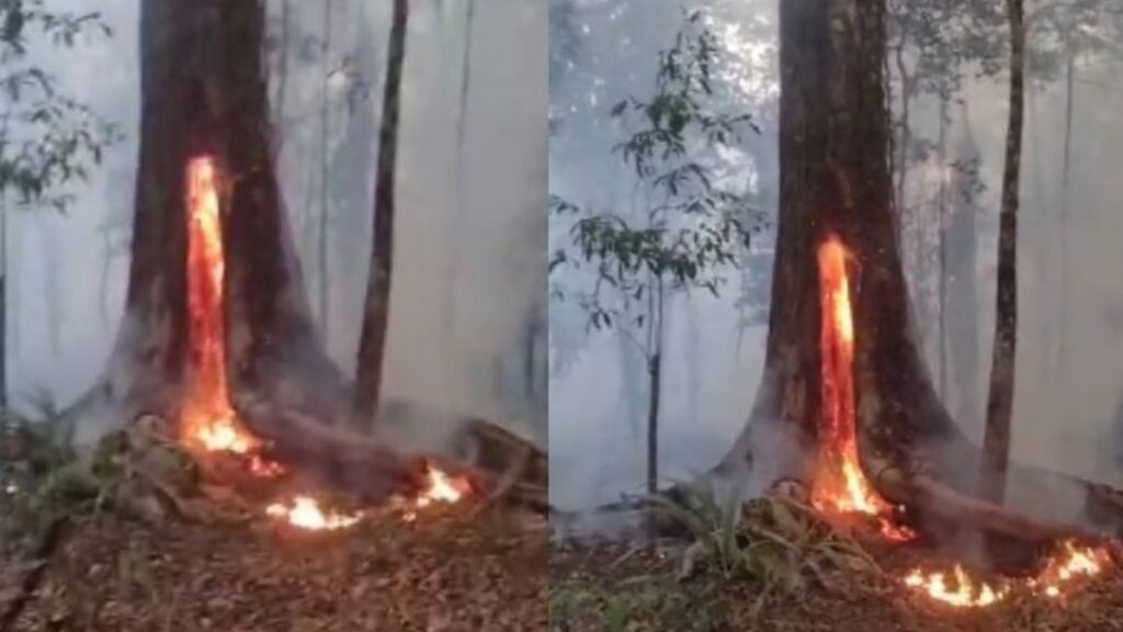 O incêndio desesperou os moradores da área em Manaus. Foto: Reprodução Internet