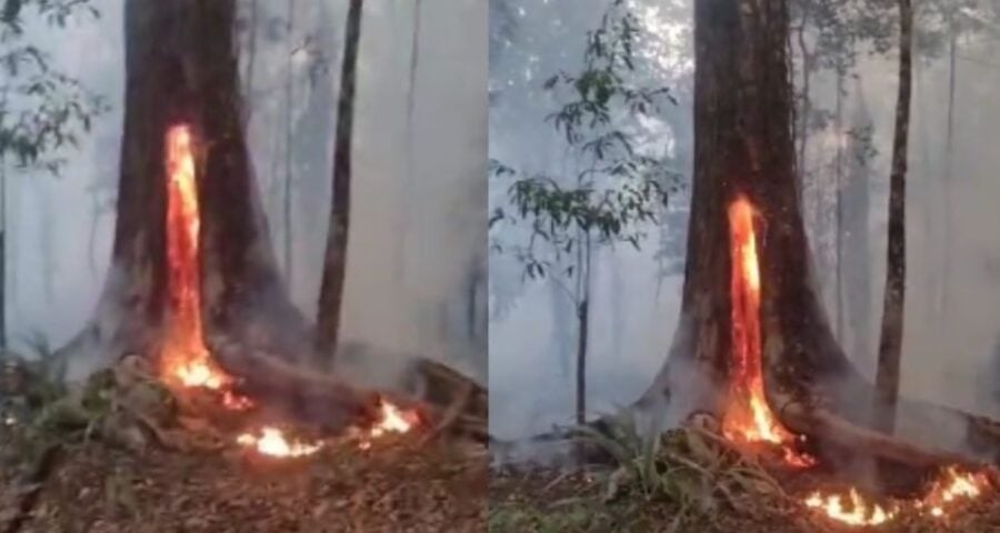 O incêndio desesperou os moradores da área em Manaus. Foto: Reprodução Internet