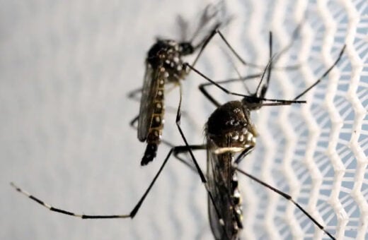 Anvisa deve avaliar vacina brasileira da dengue nas próximas semana