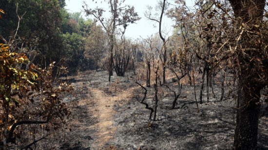 Parque Nacional intensifica fiscalização para evitar novos incêndios