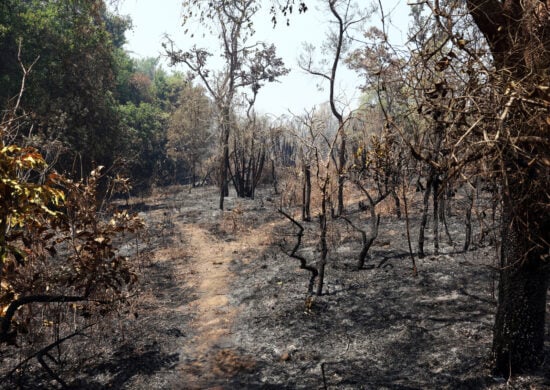 Parque Nacional intensifica fiscalização para evitar novos incêndios