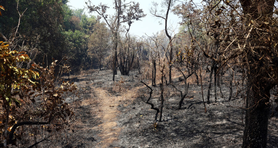 Parque Nacional intensifica fiscalização para evitar novos incêndios