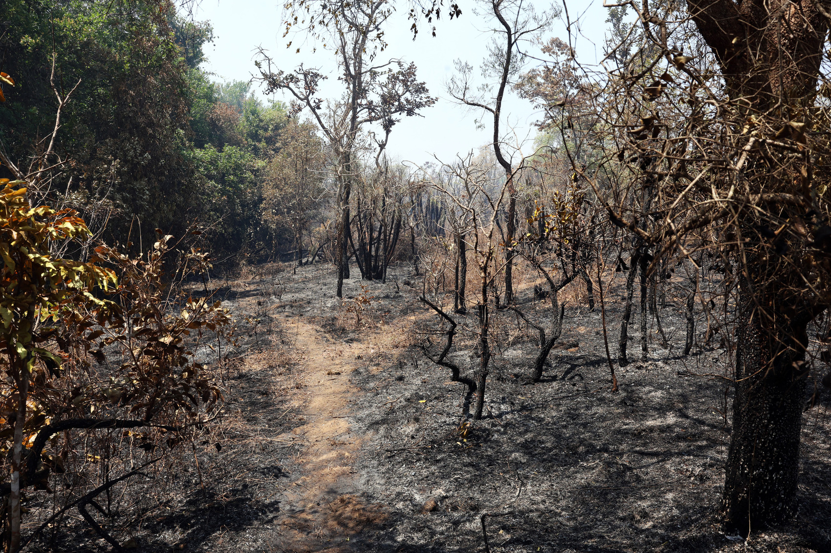 Parque Nacional intensifica fiscalização para evitar novos incêndios