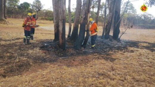 João Carlos Lossio passava pelo local quando percebeu um homem tentando atear fogo em uma moita - Foto: Divulgação/PMDF