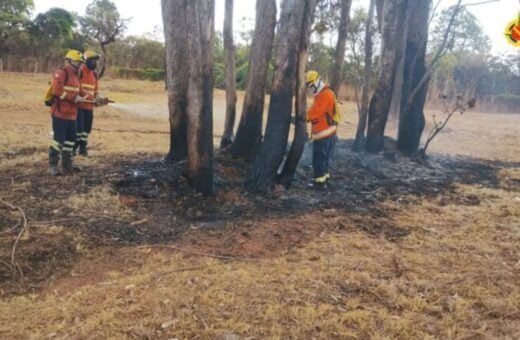 João Carlos Lossio passava pelo local quando percebeu um homem tentando atear fogo em uma moita - Foto: Divulgação/PMDF