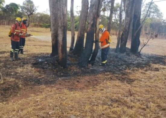 João Carlos Lossio passava pelo local quando percebeu um homem tentando atear fogo em uma moita - Foto: Divulgação/PMDF