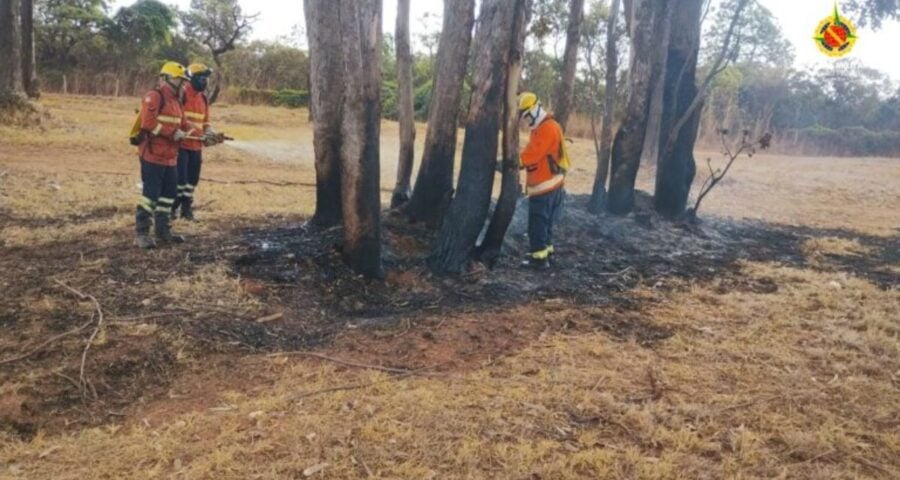 João Carlos Lossio passava pelo local quando percebeu um homem tentando atear fogo em uma moita - Foto: Divulgação/PMDF