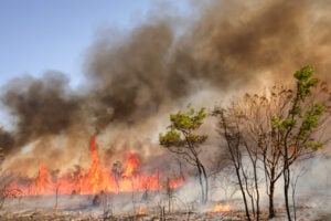 Incêndios no Parque Nacional de Brasília provocam manhã de fumaça densa