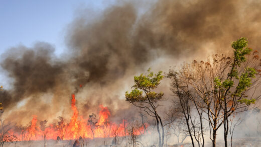 Incêndios no Parque Nacional de Brasília provocam manhã de fumaça densa