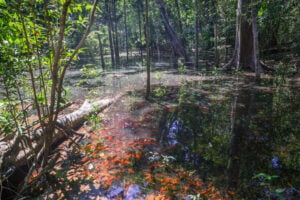 Dia da Amazônia, celebrado em 5 de setembro,reforça a importância de preservar a maior floresta tropical do mundo