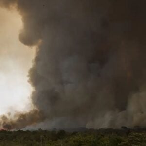 O Hfaus realiza avaliações diárias em todos os animais para verificar seus ferimentos e condições gerais de saúde - Foto: Marcelo Camargo/Agência Brasil