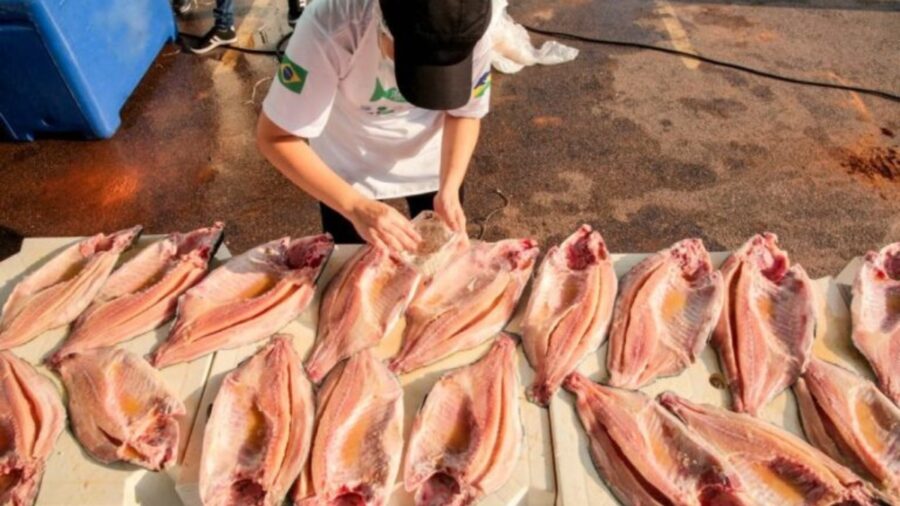 Rondônia se destaca na produção de tambaqui em 2023. Foto: Governo do Estado de Rondônia