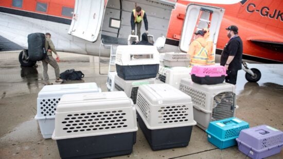 Transporte de animais em aviões comerciais no Brasil terá novas diretrizes. Foto: Anderj Ivanov/AFP