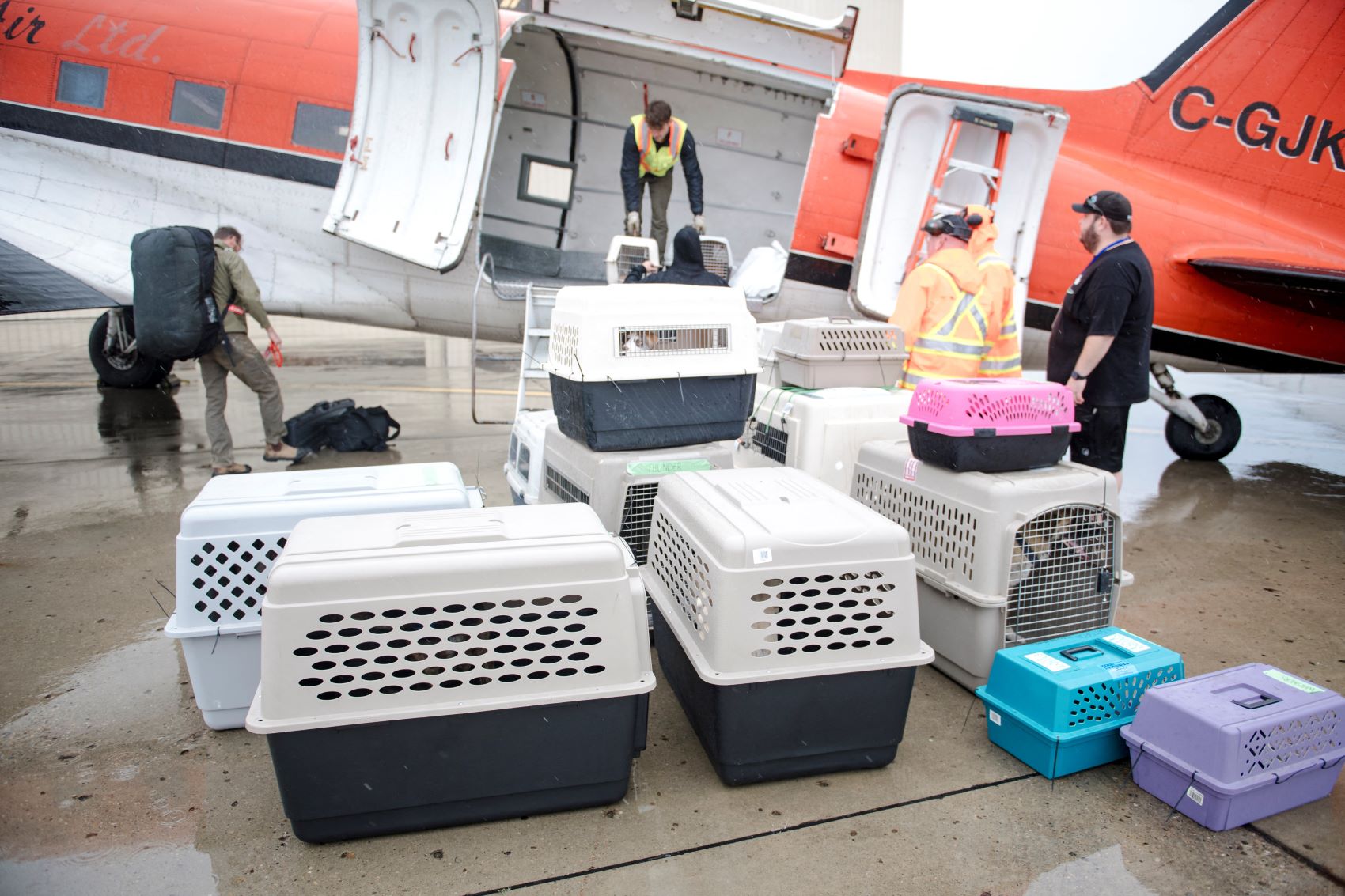 Transporte de animais em aviões comerciais no Brasil terá novas diretrizes. Foto: Anderj Ivanov/AFP