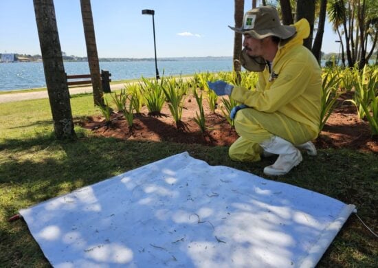 Febre maculosa no DF alerta população e SES-DF investiga possíveis carrapatos contaminados. Foto: Jurana Lopes/ Agência Saúde-DF