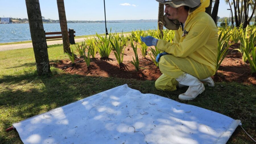 Febre maculosa no DF alerta população e SES-DF investiga possíveis carrapatos contaminados. Foto: Jurana Lopes/ Agência Saúde-DF