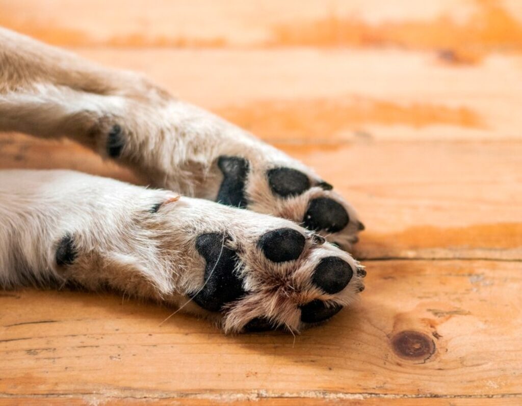 Saber como agir quando o cachorro machucou a pata é fundamental para garantir a recuperação rápida e sem complicações