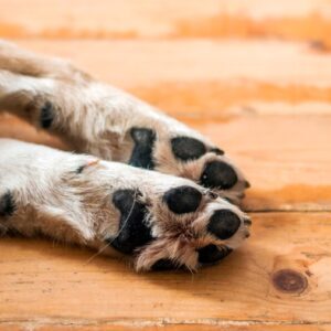 Saber como agir quando o cachorro machucou a pata é fundamental para garantir a recuperação rápida e sem complicações