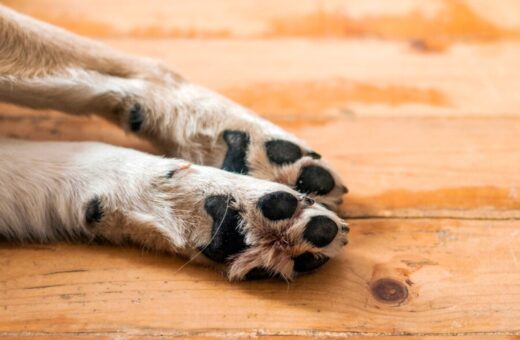 Saber como agir quando o cachorro machucou a pata é fundamental para garantir a recuperação rápida e sem complicações