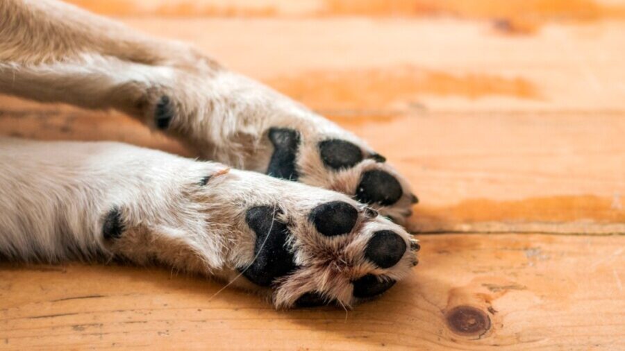 Saber como agir quando o cachorro machucou a pata é fundamental para garantir a recuperação rápida e sem complicações