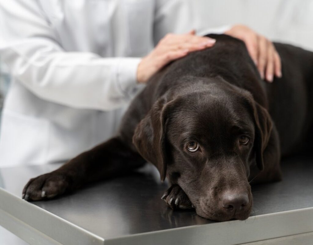 Observar os sintomas, evitar automedicação e buscar ajuda veterinária quando necessário são as melhores práticas para cuidar da saúde do seu amigo de quatro patas