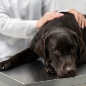 Observar os sintomas, evitar automedicação e buscar ajuda veterinária quando necessário são as melhores práticas para cuidar da saúde do seu amigo de quatro patas