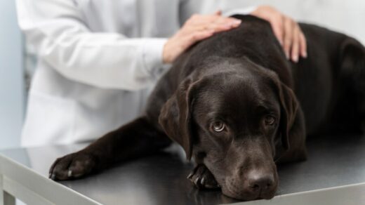 Observar os sintomas, evitar automedicação e buscar ajuda veterinária quando necessário são as melhores práticas para cuidar da saúde do seu amigo de quatro patas