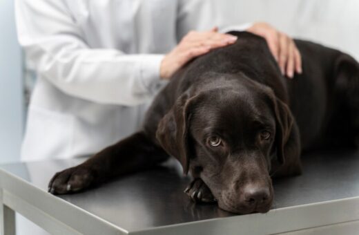 Observar os sintomas, evitar automedicação e buscar ajuda veterinária quando necessário são as melhores práticas para cuidar da saúde do seu amigo de quatro patas