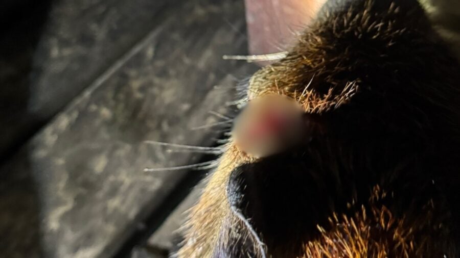 Capivara Filó com ferimento na cabeça - Foto: Reprodução/Instagram