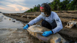 Vida selvagem na Amazônia já vê população de botos dominuírem, diz WWF - Foto: Divulgação