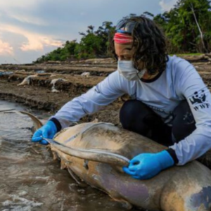 Vida selvagem na Amazônia já vê população de botos dominuírem, diz WWF - Foto: Divulgação